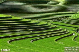Tranh nhiếp ảnh ruộng bậc thang