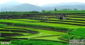 Tranh ruộng bậc thang xanh