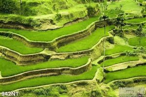 Tranh cánh đồng bậc thang