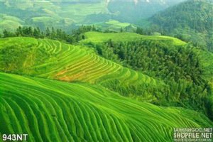 Tranh ruộng lúa Tây bắc