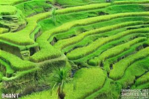 Tranh ruộng lúa Tây Bắc