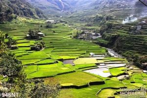 Tranh ruộng bậc thang miền núi Tây Bắc