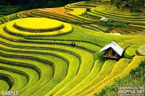 Tranh ruộng bậc thang Tây Bắc