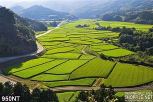 Tranh ruộng lúa làng quê
