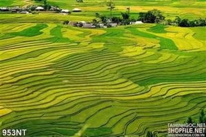 Tranh cánh đồng lúa