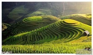 Tranh ruộng bậc thang Tây Bắc