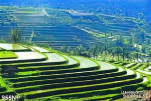 Tranh ruộng bậc thang nghệ thuật