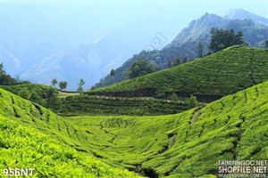Tranh phong cảnh đồi chè