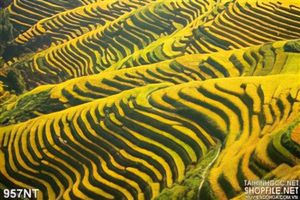 Tranh ruộng bậc thang vàng