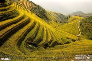 Tranh ruộng bậc thang vùng núi Tây Bắc