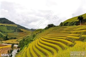 Tranh ruộng bậc thang Tây Bắc đẹp