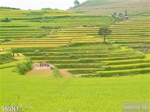 Tranh ruộng bậc thang vùng cao