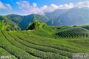 Tranh đồi chè vùng cao