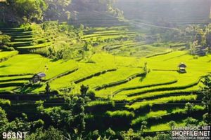 Tranh ruộng lúa vùng cao
