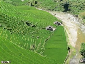 Tranh đồi lúa bậc thang