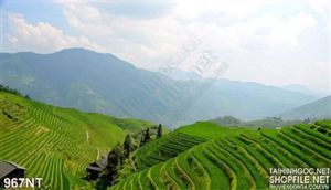 Tranh ruộng bậc thang vùng cao Tây Bắc