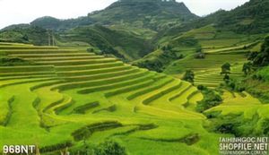 Tranh ruộng bậc thang