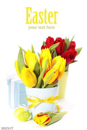 Tranh chậu hoa tulip 9693NT