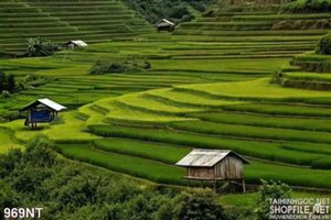 Tranh ruộng bậc thang Tây Bắc