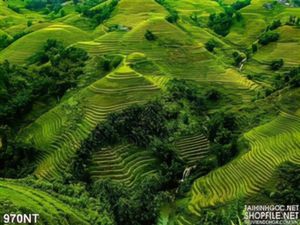 Tranh phong cảnh ruộng bậc thang Tây Bắc