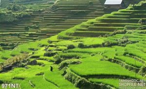 Tranh phong cảnh ruộng bậc thang vùng Tây Bắc
