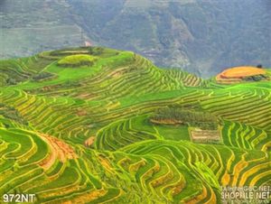 Tranh ruộng bậc thang vùng núi cao