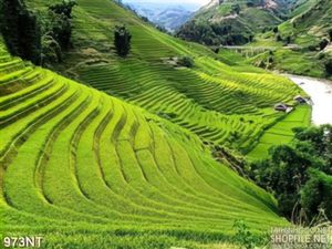 Tranh đồi núi ruộng bậc thang