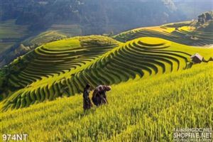 Tranh ruộng lúa bậc thang vùng Tây Bắc