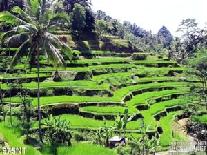 Tranh ruộng bậc thang đẹp
