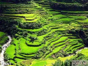 Tranh cảnh rừng bậc thang Tây Bắc