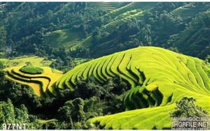 Tranh cảnh rừng núi Tây Bắc