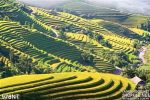 Tranh ruộng bậc thang Tây Bắc Việt Nam
