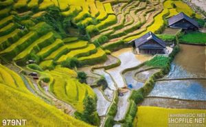 Tranh ruộng lúa bậc thang chín vàng