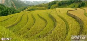 Tranh ruộng lúa bậc thang