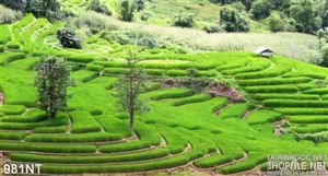 Tranh ruộng thang vùng cao
