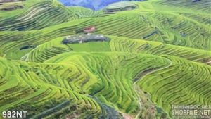 Tranh đồi núi ruộng bậc thang Tây Bắc