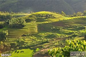 Tranh ruộng bậc thang vùng núi
