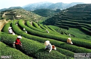 Tranh đồi chè Việt Nam