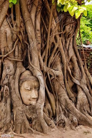 Tranh gốc cây bồ đề