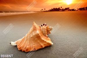 Tranh vỏ sõ trên cát 