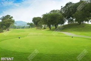 Tranh sân golf đẹp 9976NT