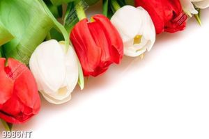 Tranh hoa tulip đẹp 9986NT