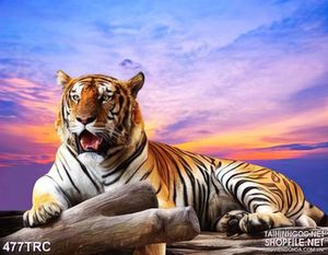 Tranh 3d hổ cô đơn giữa trời hoàng hôn