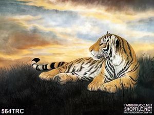 Tranh in canvas hổ uy trên đồng cỏ chiều hoàng hôn
