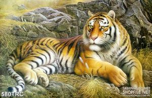 Tranh nghệ thuật hổ uy nằm trên vách đá in gạch men