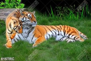 Tranh đôi hổ trên đồng cỏ