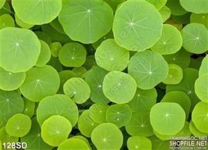 Tranh lá Sen in gạch chất lượng cao