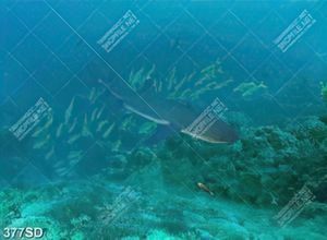 Tranh sàn 3D cá mập dưới biển sâu chất lượng cao