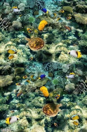 Tranh đàn cá và san hô đại dương in sàn 3D