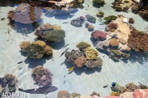 Tranh in sàn 3D san hô và đàn cá file psd